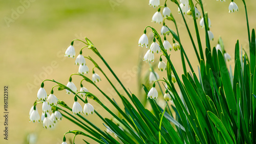 スノードロップの花