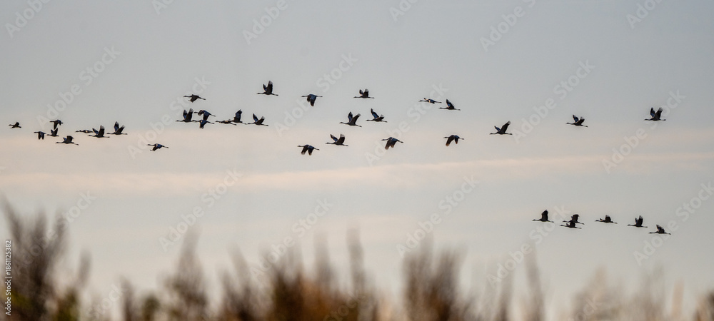 Fototapeta premium Crane Flock Flying On Grey Sky