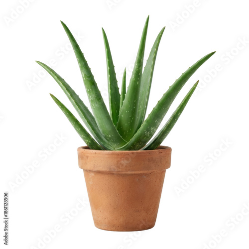 Canvastavla Fresh Aloe vera plant in rustic terracotta pot
