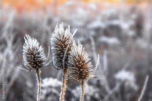closeup on the flower of a thistle covered with frost in the morning sunlight...