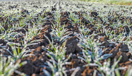 close-up on the young wheat plants covered with frost in winter in a field
