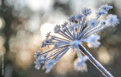 close-up on the flower of a wild parsnip covered with frost in the morning su...