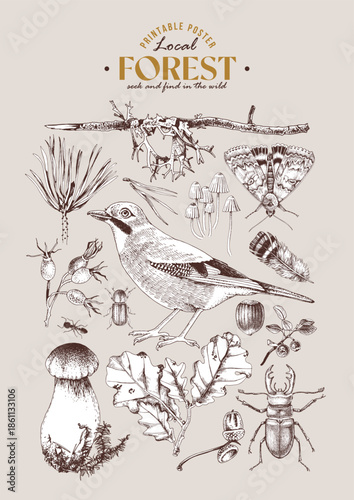 Forest ecosystem hand drawn vector poster