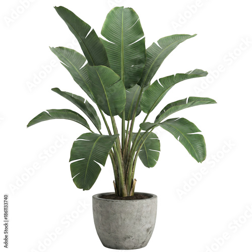 фотографія Potted bird of paradise plant in concrete planter