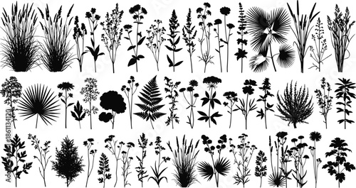 Plant silhouettes set, wild grass and fern collection, tropical palm leaf icons, nature botanical herbs, floral vegetation graphic, cad drawing flat vector illustration