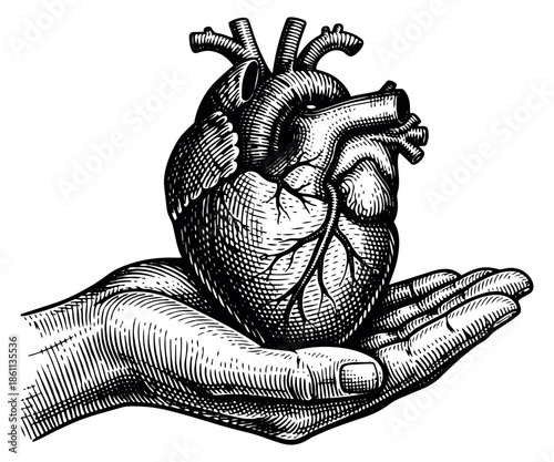 Engraving style illustration of a human hand holding an anatomical heart depicting health and compassion for medical and humanitarian themes