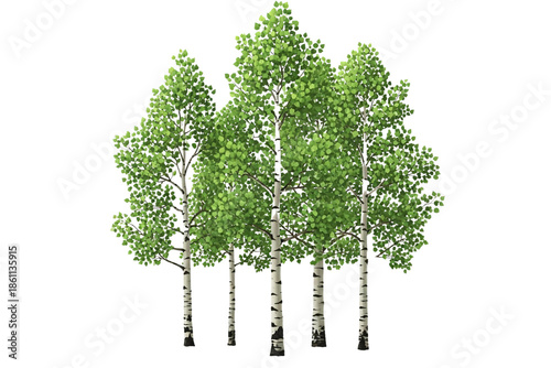 Group of birch trees isolated on transparent background