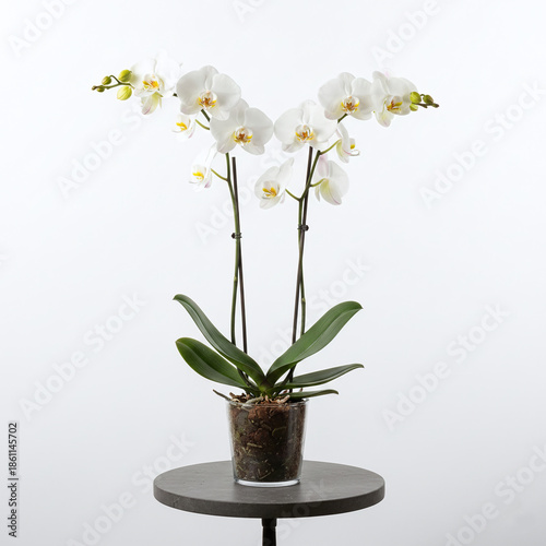 Elegant white orchid with lush green leaves blooming beautifully in clear glass pot perfect for indoor decoration and natural elegance