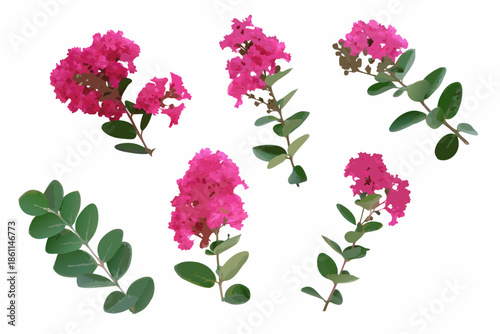 Vibrant pink crape myrtle blossoms and lush green foliage on a white background