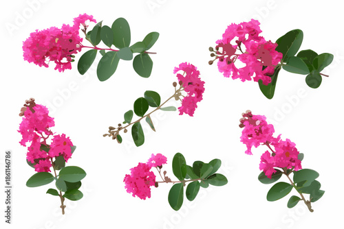 Delicate pink crape myrtle blooms and lush green foliage on a white background