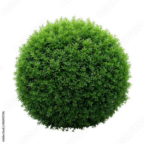 Round Green Bush With Small Leaves in Bright Light During Day Time