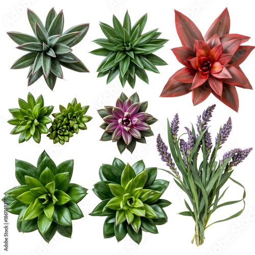 Plants Arranged in Different Pots on White Background Showcasing Various Type...