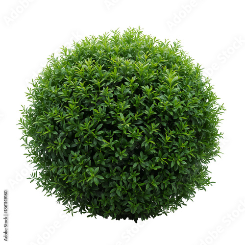Round Green Bush With Small Leaves in Bright Light During Day Time