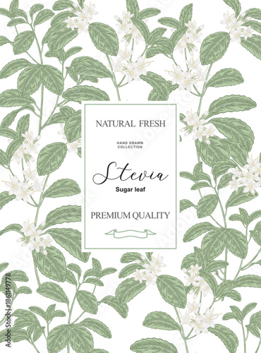 Stevia background. Hand drawn Stevia branches with flowers and leaves. Vector illustration. Vertical banner.