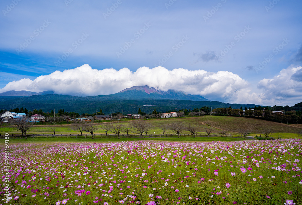 Obraz premium 霧島連山とコスモス畑の風景