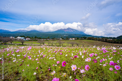 霧島連山とコスモス畑の風景