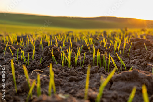 Green shoots are emerging from the dark soil as the sun sets over a rural field with rolling hills in the background