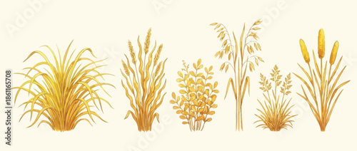 Set of Hand Drawn Yellow Wheat and Grain Plants, Rustic Agricultural Illustration of Wheat Ears and Cereal Crops on White Background