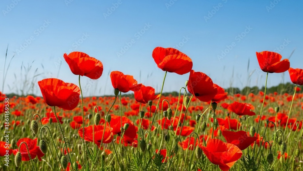 Fototapeta premium Vibrant Red Poppies Blooming in a Sunny Summer Field Under a Clear Blue Sky