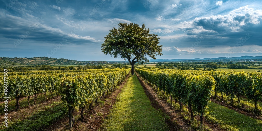 Obraz premium A lone tree stands amidst rows of verdant vines under a dramatic sky in a vast vineyard