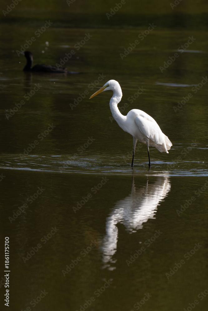 Obraz premium Grande Aigrette