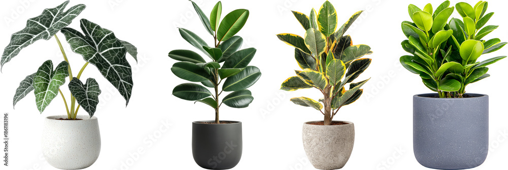 Ταπετσαρία Set of Plant in Pot Indoor potted plants in modern white pots with various green