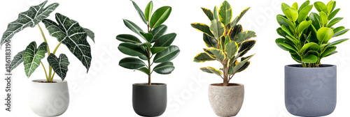 Картината върху платно Set of Plant in Pot Indoor potted plants in modern white pots with various green