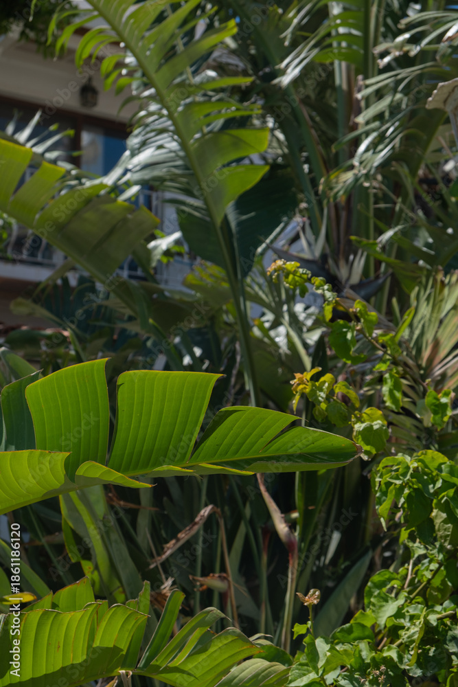 Obraz premium Relax at a resort by the sea surrounded by lush greenery and tropical plants during a sunny day