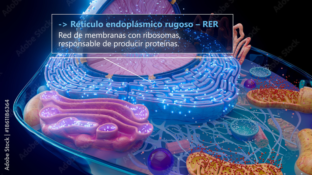 Αυτοκόλλητο 3D illustration of the rough endoplasmic reticulum with ribosomes in spanish