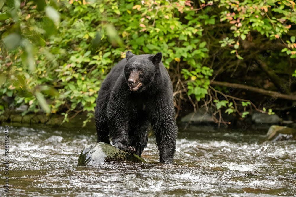 Fototapeta premium bear in the water