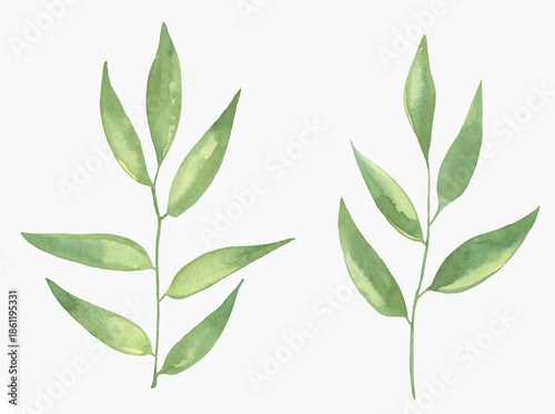 Watercolor Floral, watercolor green branches and leaves Illustration. Hand painted isolated on white background.