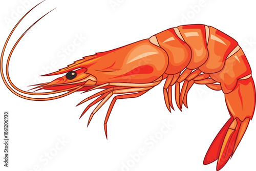 Vibrant orange shrimp with long antennae on white background