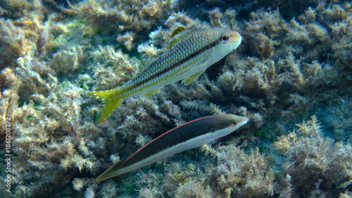 Fotografía Striped red mullet or surmullet (Mullus surmuletus) and Mediterranean rainbow wr
