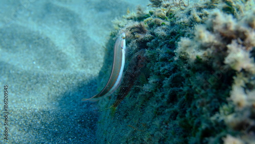 Foto Striped red mullet or surmullet (Mullus surmuletus) and Mediterranean rainbow wr