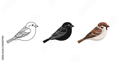 Illustration sequence of sparrow outlines to colored drawing