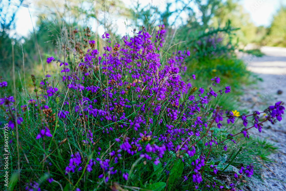 Obraz premium Close up of purple heather flowers