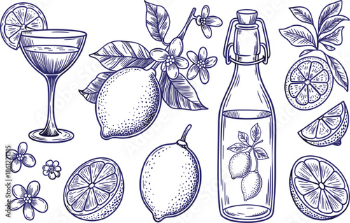 Hand drawn blue lemon citrus vector set with fresh fruit on branch, bottled lemonade, cocktail and summer blossoms