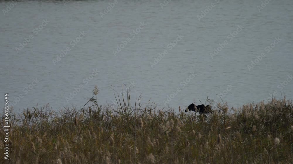 custom made wallpaper toronto digitalCormorant Drying Wings On Calm Lakeshore Reeds