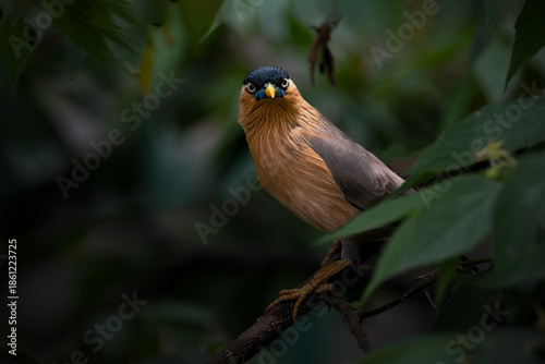  Brahminy Starling perches on a textured branch
