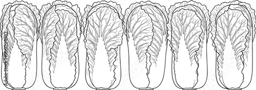Collection of six napa cabbage leafy vegetable line art icons for grocery market and healthy food design cad drawing flat vector illustration