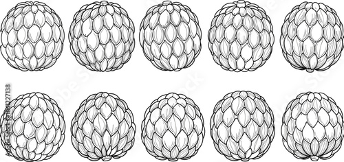 Hand Drawn Custard Apple Fruit Collection Set Featuring Detailed Line Art Sketches of Sugar Apples and Cherimoya for Organic Food Design
