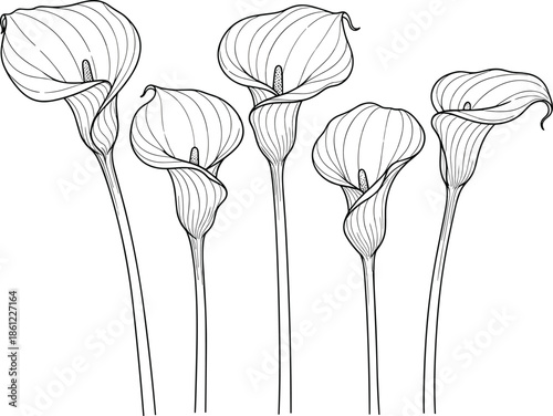 Hand Drawn Elegant Calla Lily Flower Sketches in Black and White Line Art Style Flat Vector Illustration CAD Drawing Set