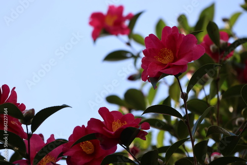 red flower on blue sky background