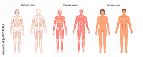 Human body network set, muscular and skeletal systems of male and female organism. Vector internal organs and parts. Educative anatomy flashcards. Full length educational diagram of man and woman