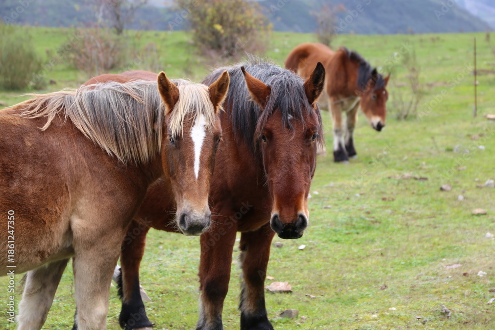 Fototapeta premium Pareja de Caballos