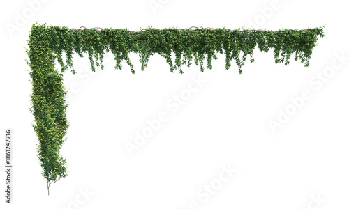 Ivy frame vertical and horizontal ivy green leaves png alpha channel 