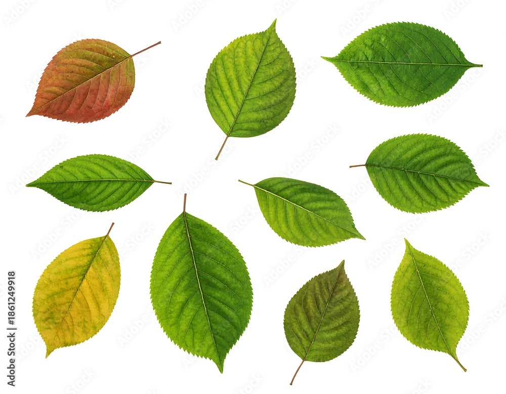 Fototapeta premium Assortment of vividly colored, isolated leaves against a stark white backdrop. Various green and autumnal hues are showcased