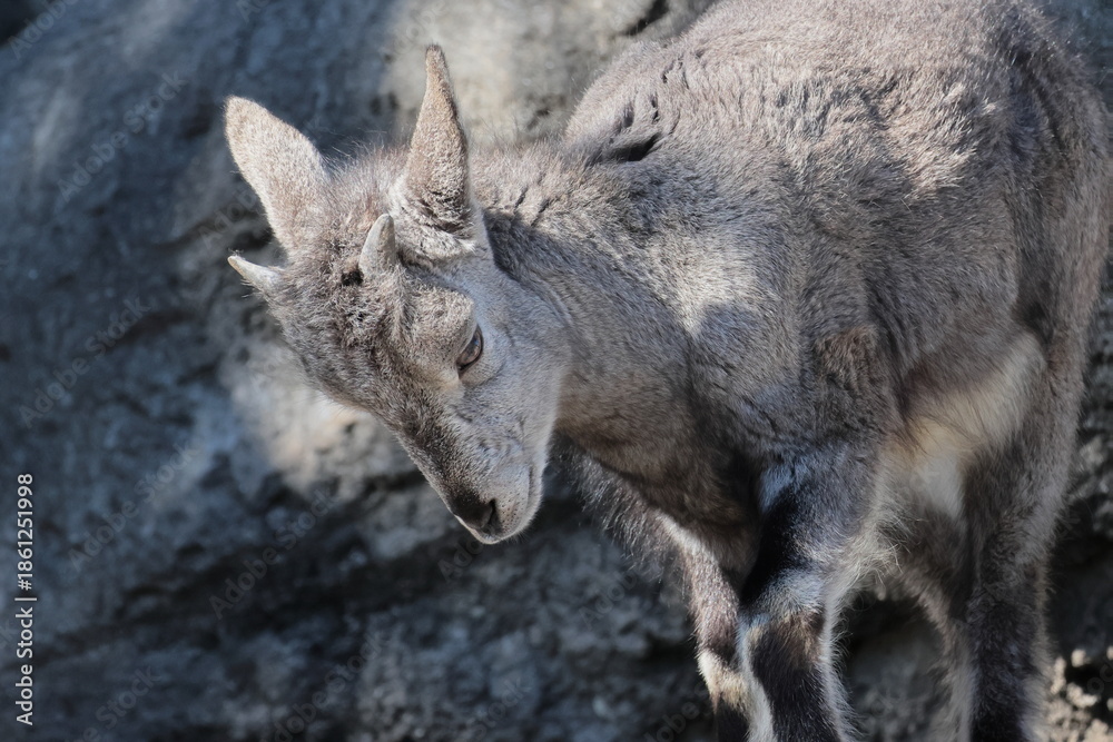 Fototapeta premium スーチョワンバーラル