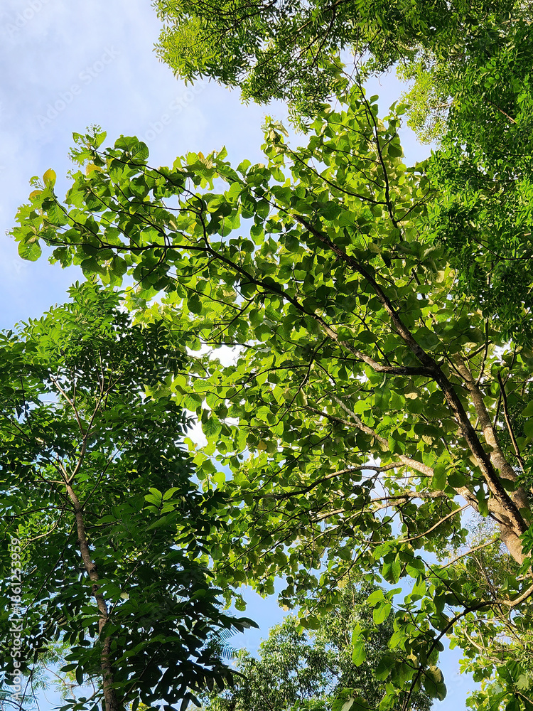 Fototapeta premium Leaves glowing under the sunlight in the forest. Bright tree leaves with sunlight shining through. Sunlit green foliage in the morning light. Fresh green leaves and sunlight in natural surroundings