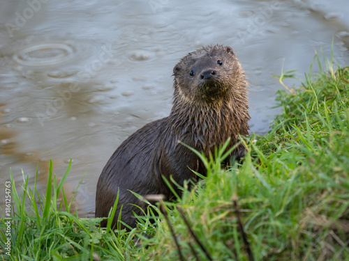 Otter Cub Coming out of a Pond